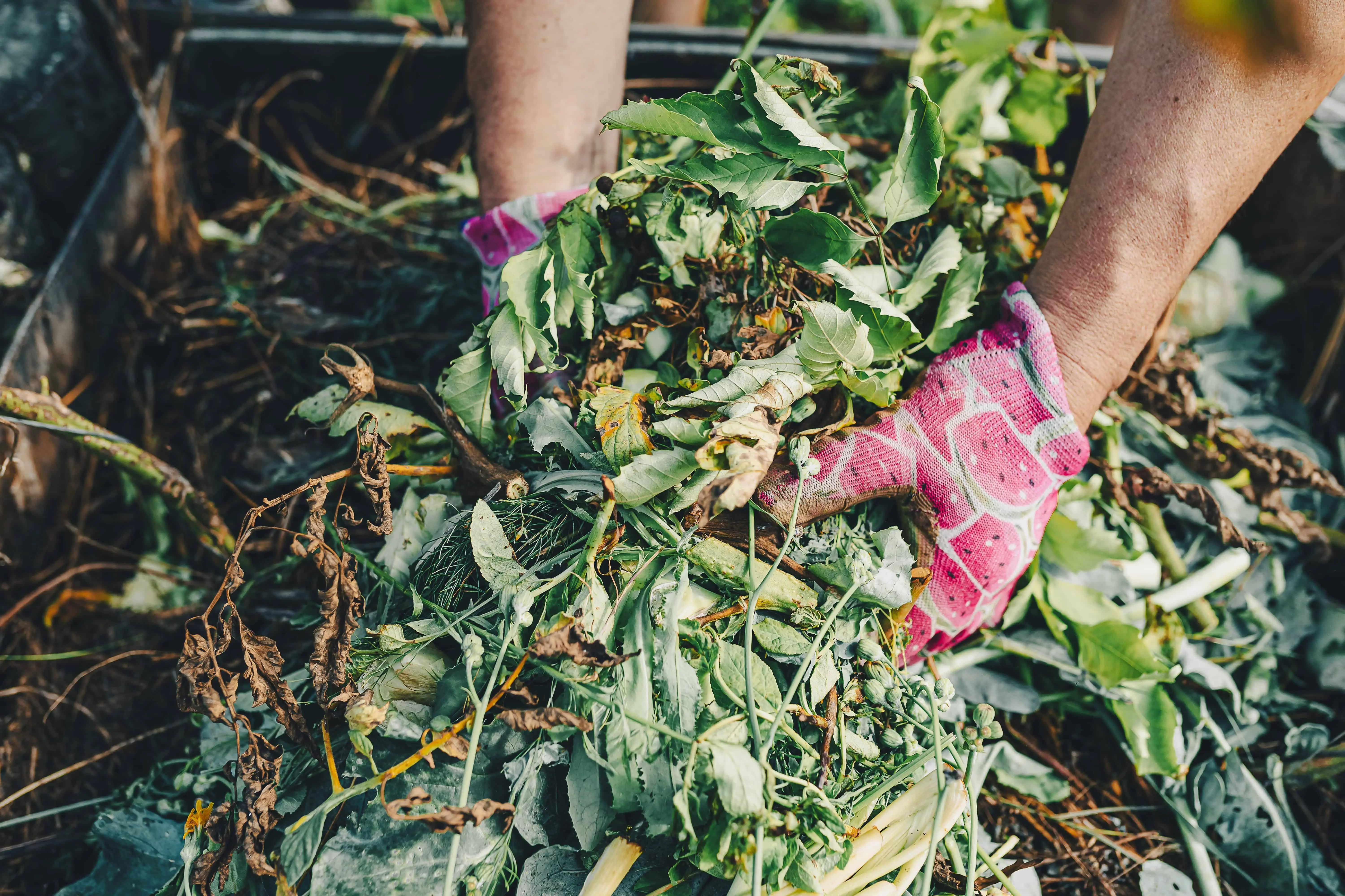 Gardener sorting compost in a backyard  recycling natural waste to enhance soil fertility